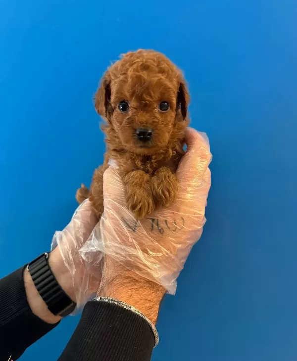 Kore Tea Cup Red Browne Poodle Bebekleri̇mi̇z