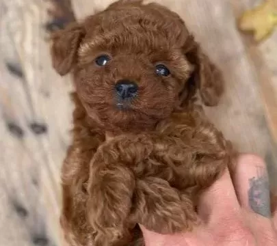 Özel Kore Poodle Yavruları