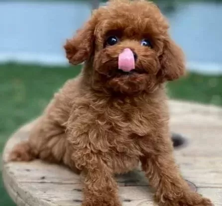 Özel Kore Poodle Yavruları