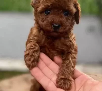 Özel Kore Poodle Yavruları