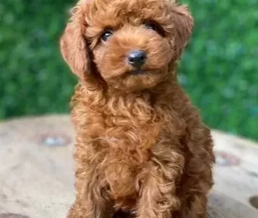 Özel Kore Poodle Yavruları