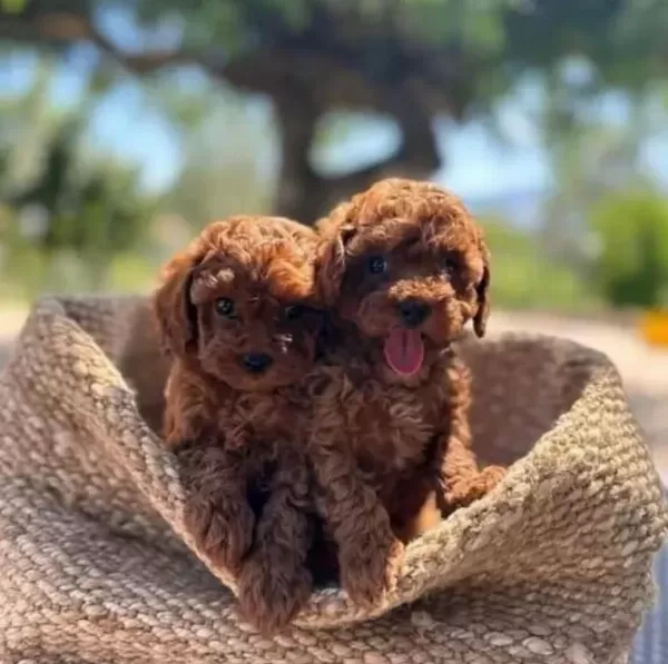 Red Browne Kore Toy Poodle Bebekleri Mi Z