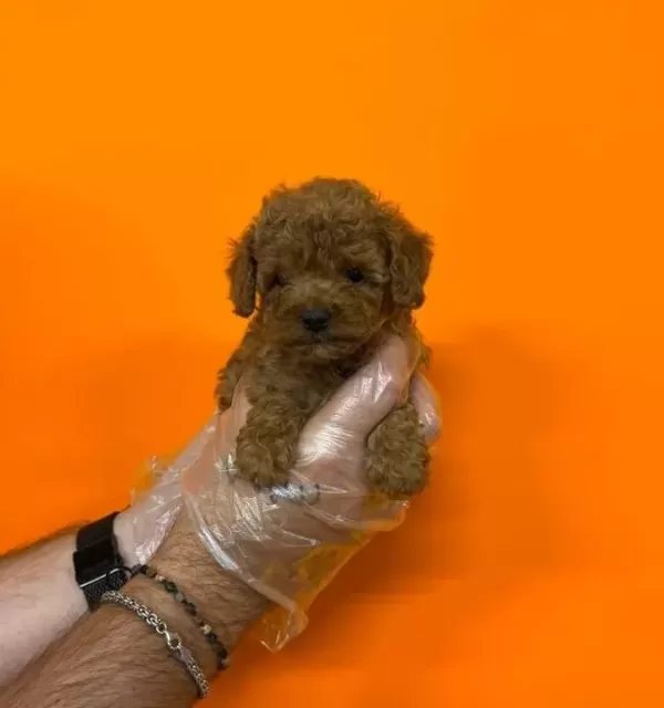 Red Browne Kore Toy Poodle Bebekleri Mi Z