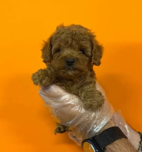 Red Browne Kore Toy Poodle Bebekleri Mi Z