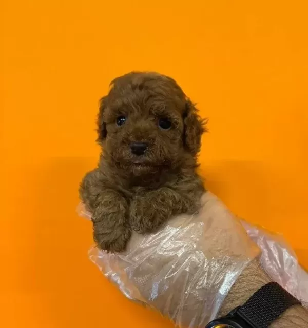 Red Browne Kore Toy Poodle Bebekleri Mi Z