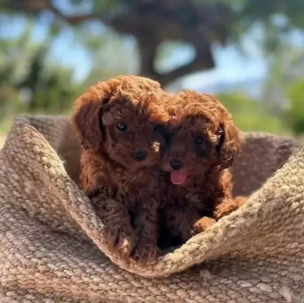 Red Browne Kore Toy Poodle Bebekleri Mi Z