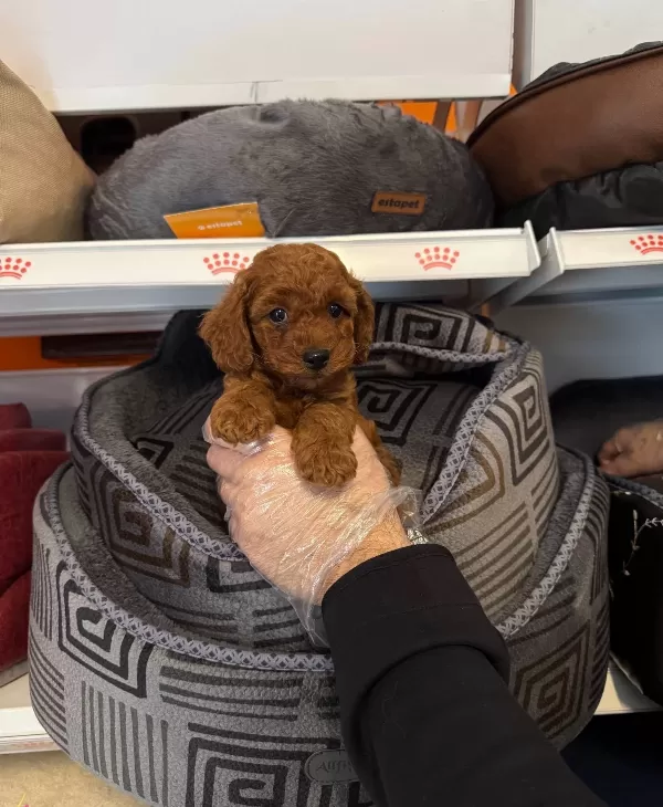 Kore Red Browne Gerçek Toy Poodle Yavrulari