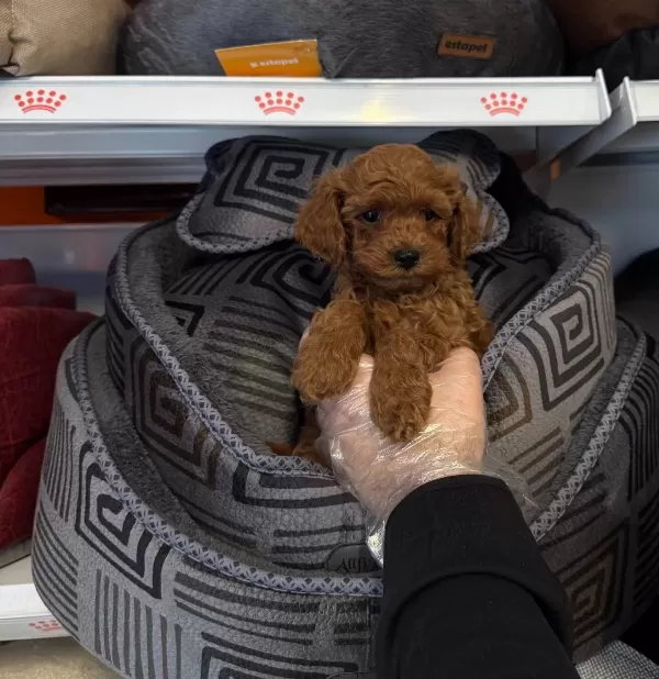 Kore Red Browne Gerçek Toy Poodle Yavrulari