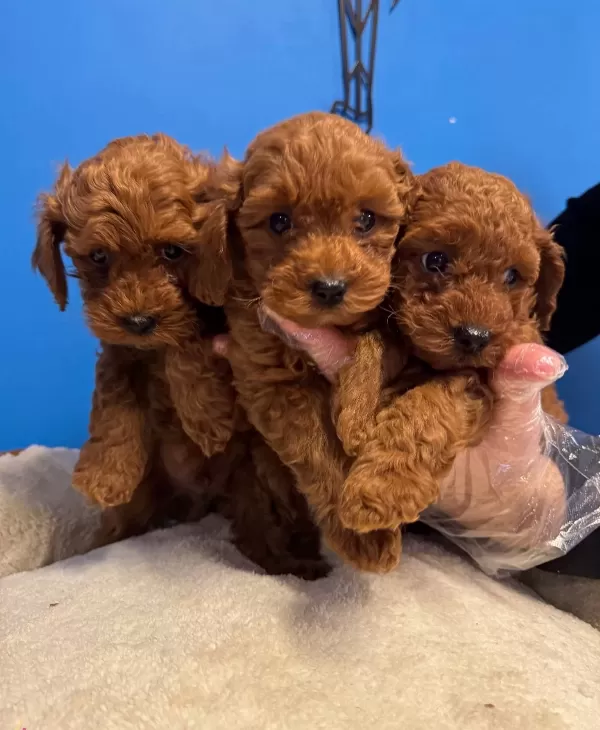 Kore Red Browne Gerçek Toy Poodle Yavrulari