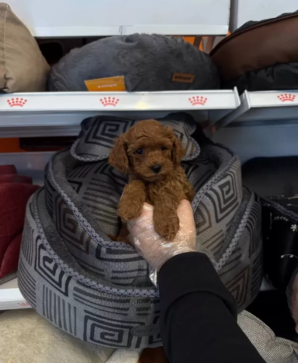 Kore Red Browne Gerçek Toy Poodle Yavrulari