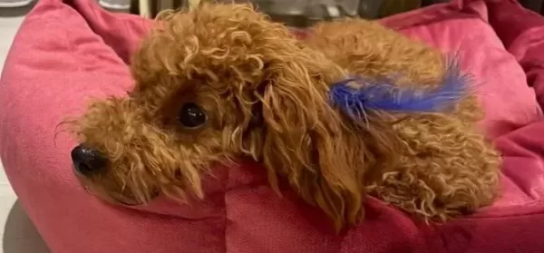 Minik 2 400 Kg Köpeğimizi Iyi Bir Aileye Vermek I Stiyoruz