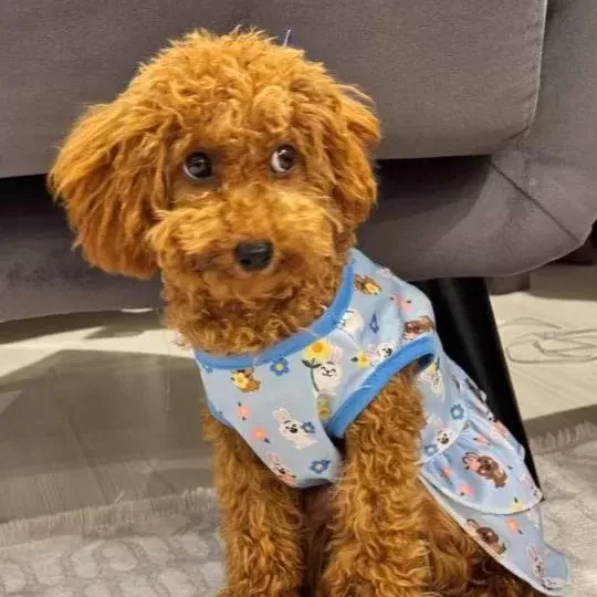 Minik 2 400 Kg Köpeğimizi Iyi Bir Aileye Vermek I Stiyoruz