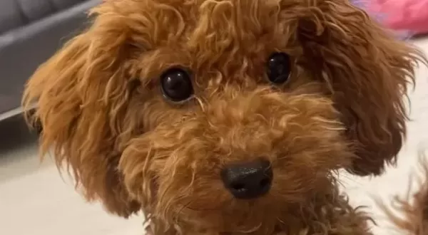 Minik 2 400 Kg Köpeğimizi Iyi Bir Aileye Vermek I Stiyoruz