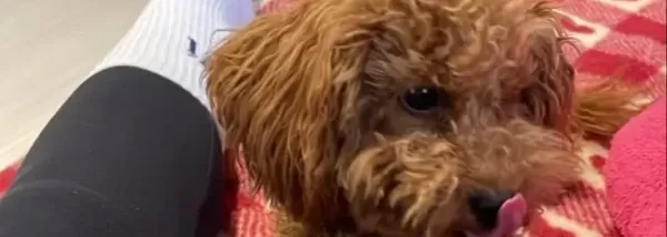 Minik 2 400 Kg Köpeğimizi Iyi Bir Aileye Vermek I Stiyoruz