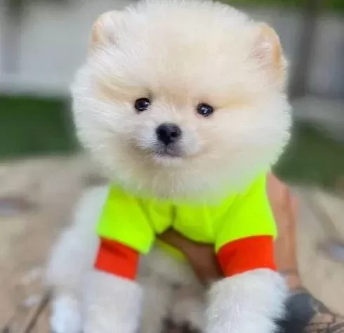 Çiftlikten Özel Kore Pomeranian Yavruları