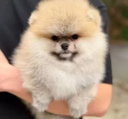 Çiftlikten Özel Kore Pomeranian Yavruları
