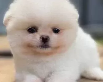 Çiftlikten Özel Kore Pomeranian Yavruları