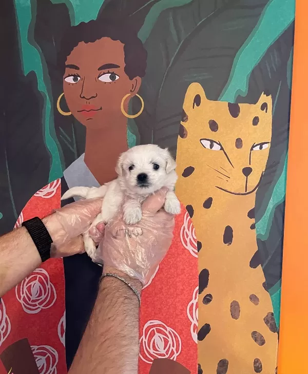 Gerçek Tea Cup Maltese Terri Er Yavrularimiz