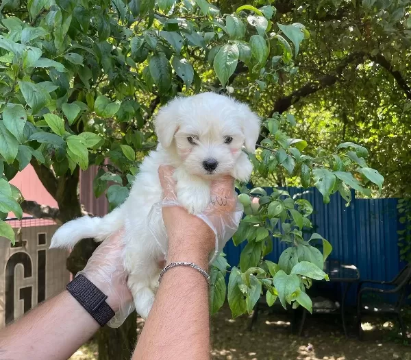 Kore Surat Maltese Terrier Bebeklerimiz