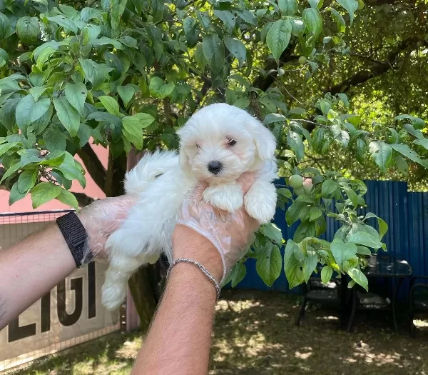 Kore Surat Maltese Terrier Bebeklerimiz