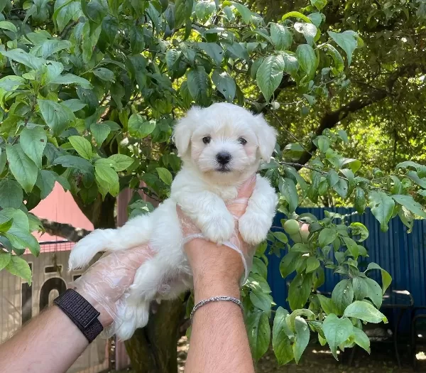 Kore Surat Maltese Terrier Bebeklerimiz