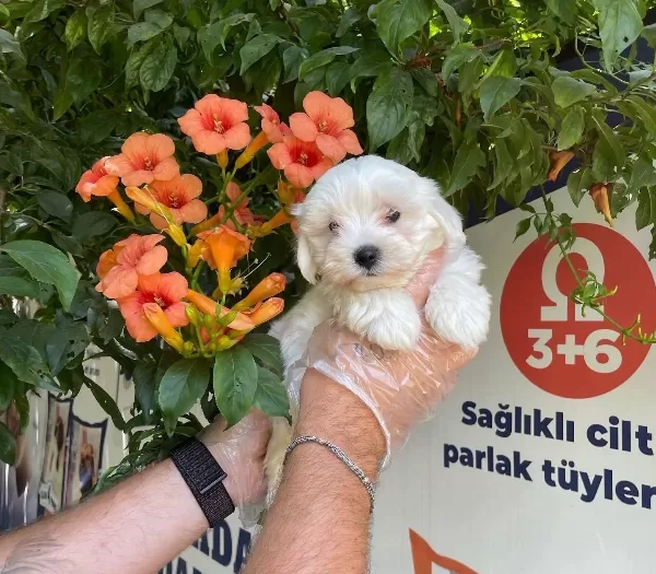 Kore Surat Maltese Terrier Bebeklerimiz