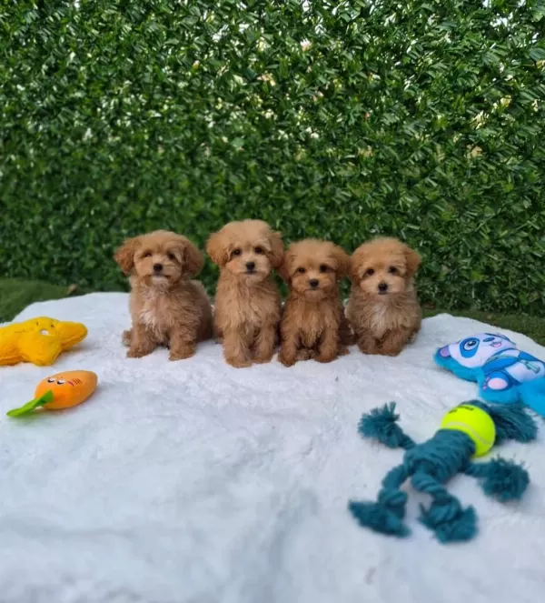 Veteriner Kontrollü Çok Özel Maltipoo Yavrularimiz
