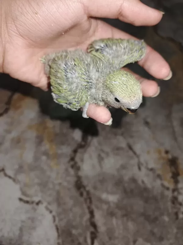 Yavru Sevda Papağanlar
