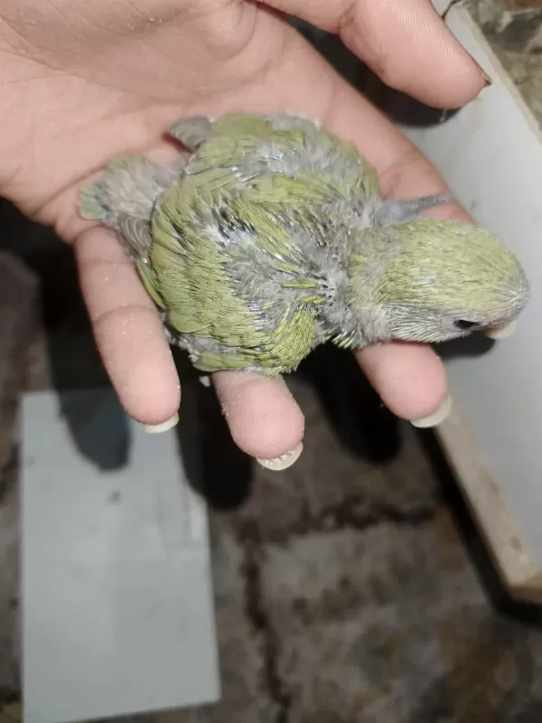 Yavru Sevda Papağanlar