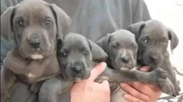 A Kali Te Uygun Cane Carso Yavrulari