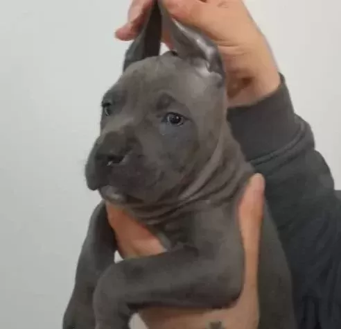 A Kali Te Uygun Cane Carso Yavrulari