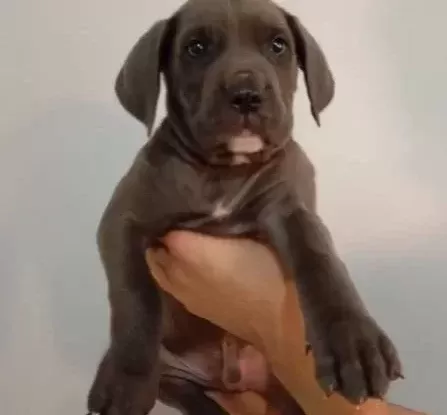 A Kali Te Uygun Cane Carso Yavrulari