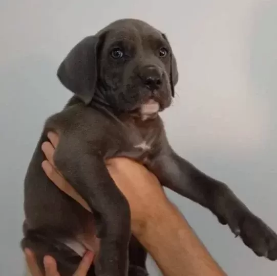 A Kali Te Uygun Cane Carso Yavrulari