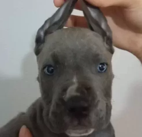 A Kali Te Uygun Cane Carso Yavrulari