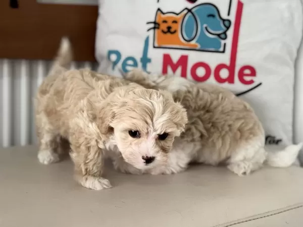 Show Kalite Kore Maltipoo Yavrular Ziyarete Açık