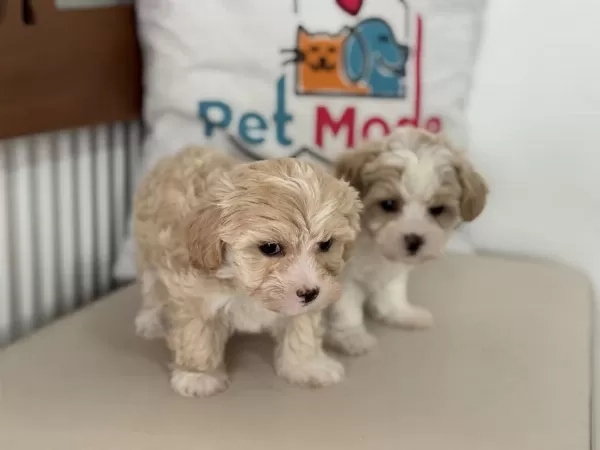 Show Kalite Kore Maltipoo Yavrular Ziyarete Açık