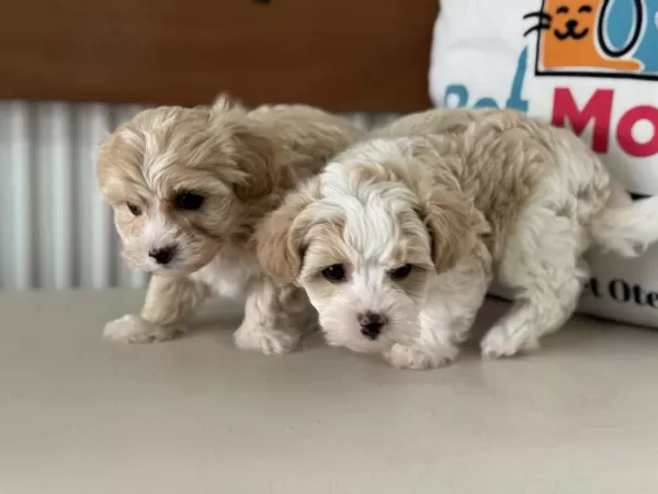 Show Kalite Kore Maltipoo Yavrular Ziyarete Açık
