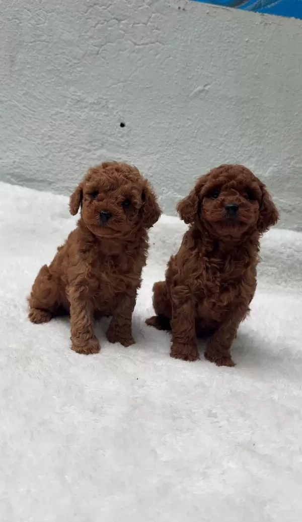 Ruhsatli Poodle Evinden Çok Sayida Poodle Bebek
