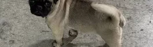 Pug Erkek 4 Aylık