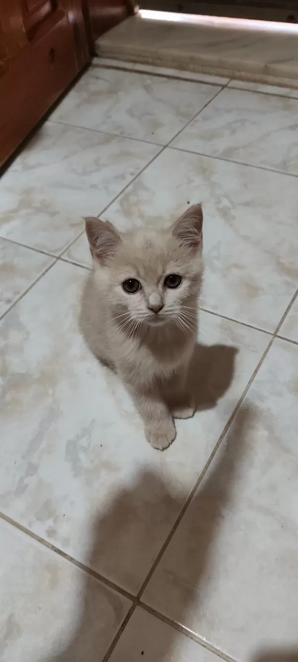 Anne Ve Yavruları Kediler