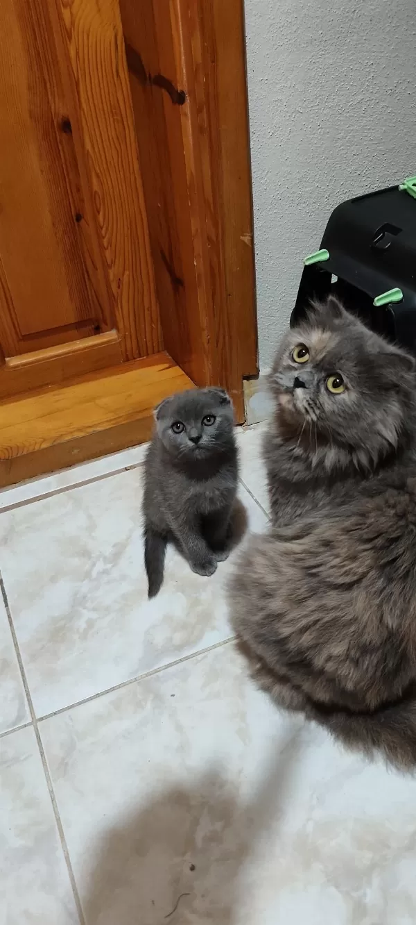 Anne Ve Yavruları Kediler
