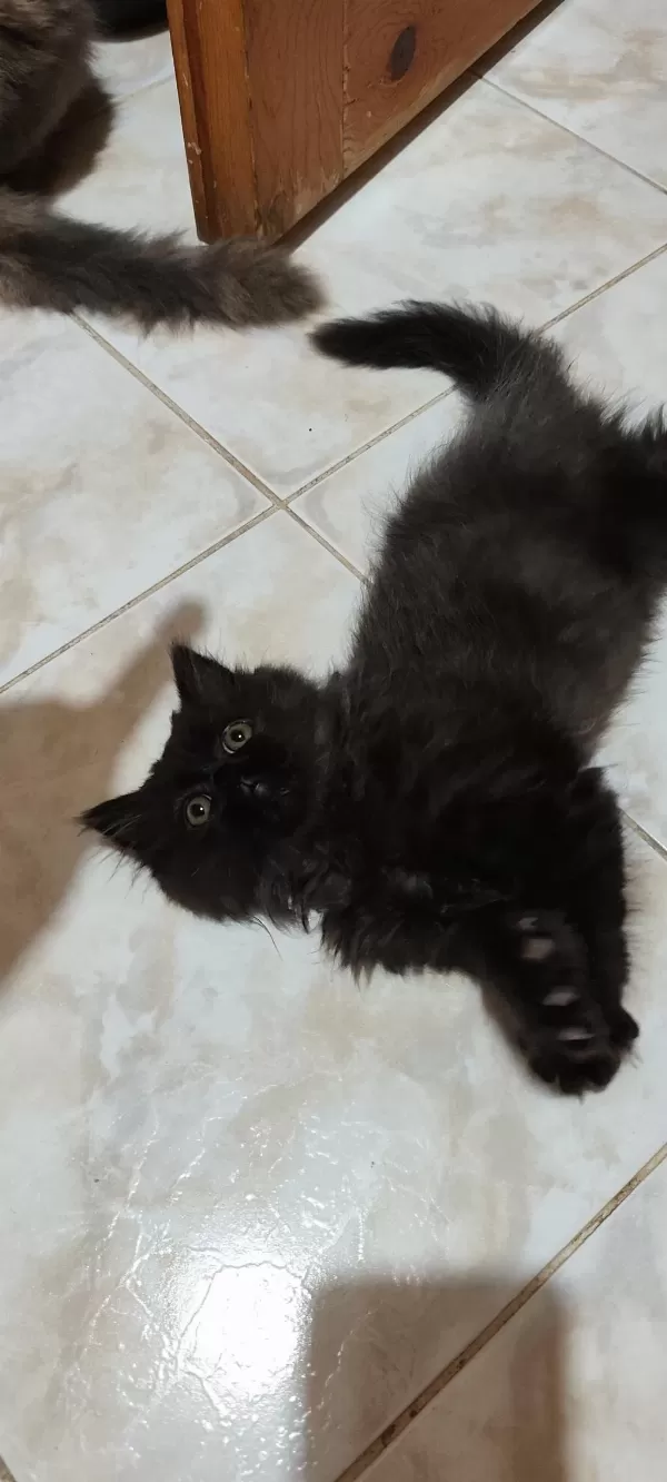 Anne Ve Yavruları Kediler