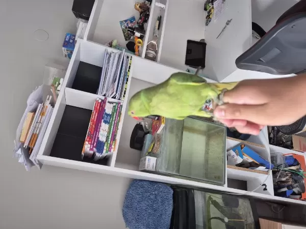 Full Evcil Erkek Eğitimli Pakistan Papağanı