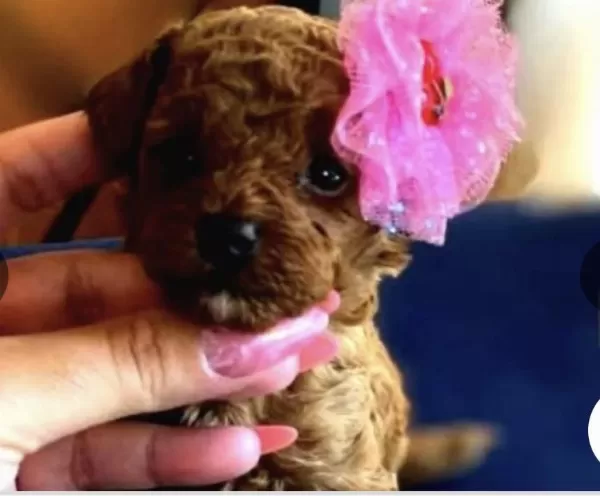 Kızıl Kürk Yapılı Teacup Poodle Bebeklerimiz
