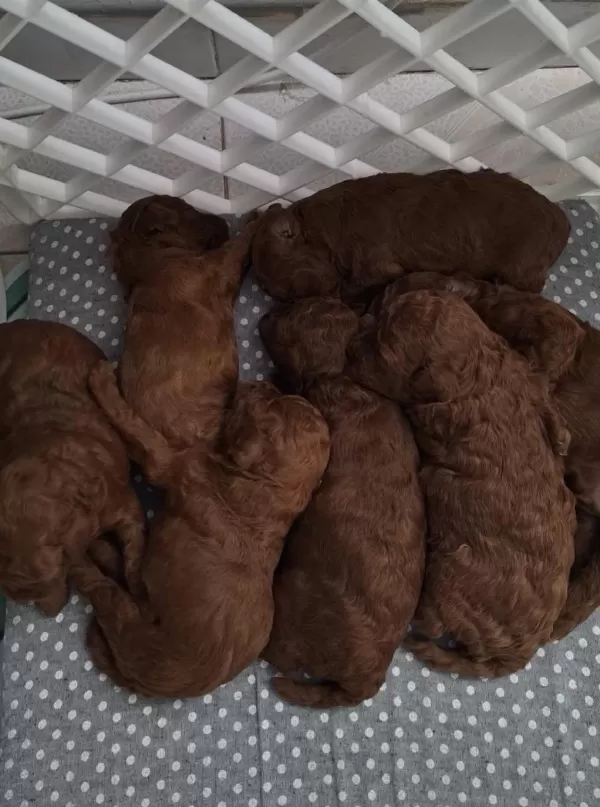 Kızıl Kürk Yapılı Teacup Poodle Bebeklerimiz