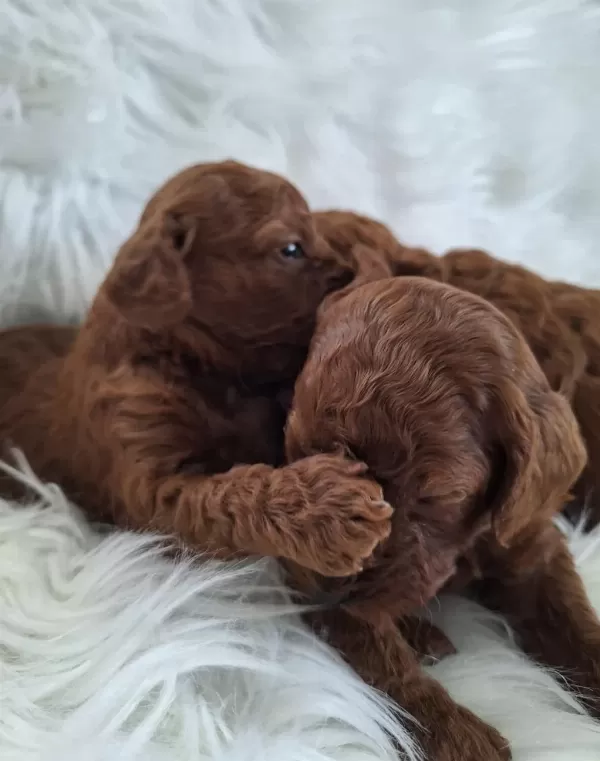 Kızıl Kürk Yapılı Teacup Poodle Bebeklerimiz