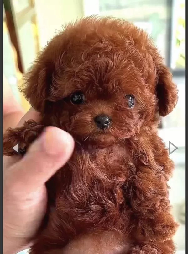 Kızıl Kürk Yapılı Teacup Poodle Bebeklerimiz