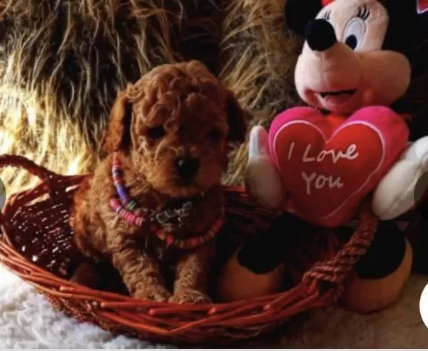 Kızıl Kürk Yapılı Teacup Poodle Bebeklerimiz