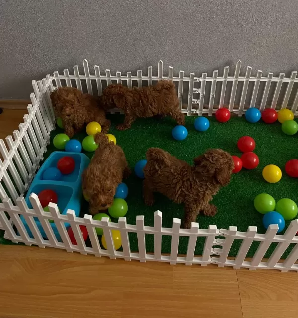 Red Brown Toy Poodle Yavrularım Wc Eğitimli