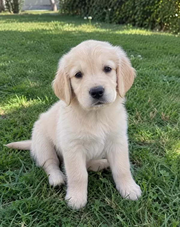 Pamuk Gibi Golden Retriever Yavrular